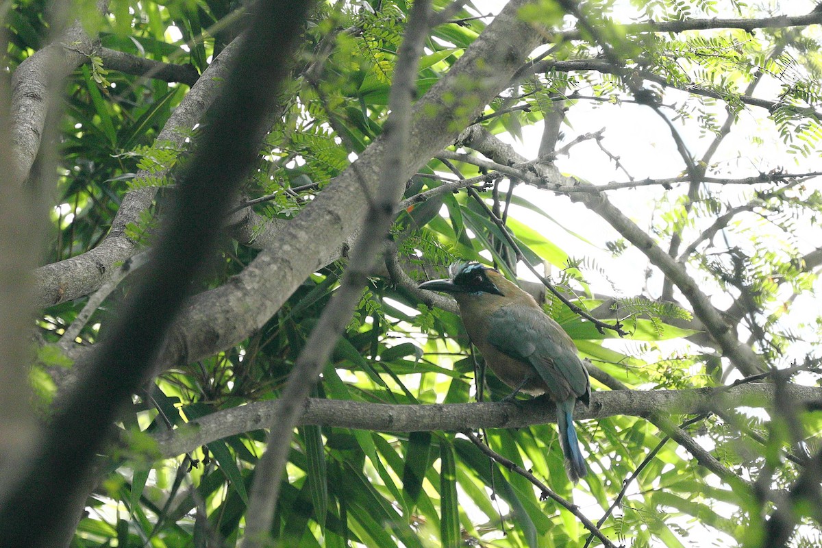 Whooping Motmot - ML637848536