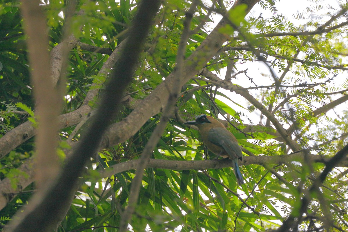 Whooping Motmot - ML637848538