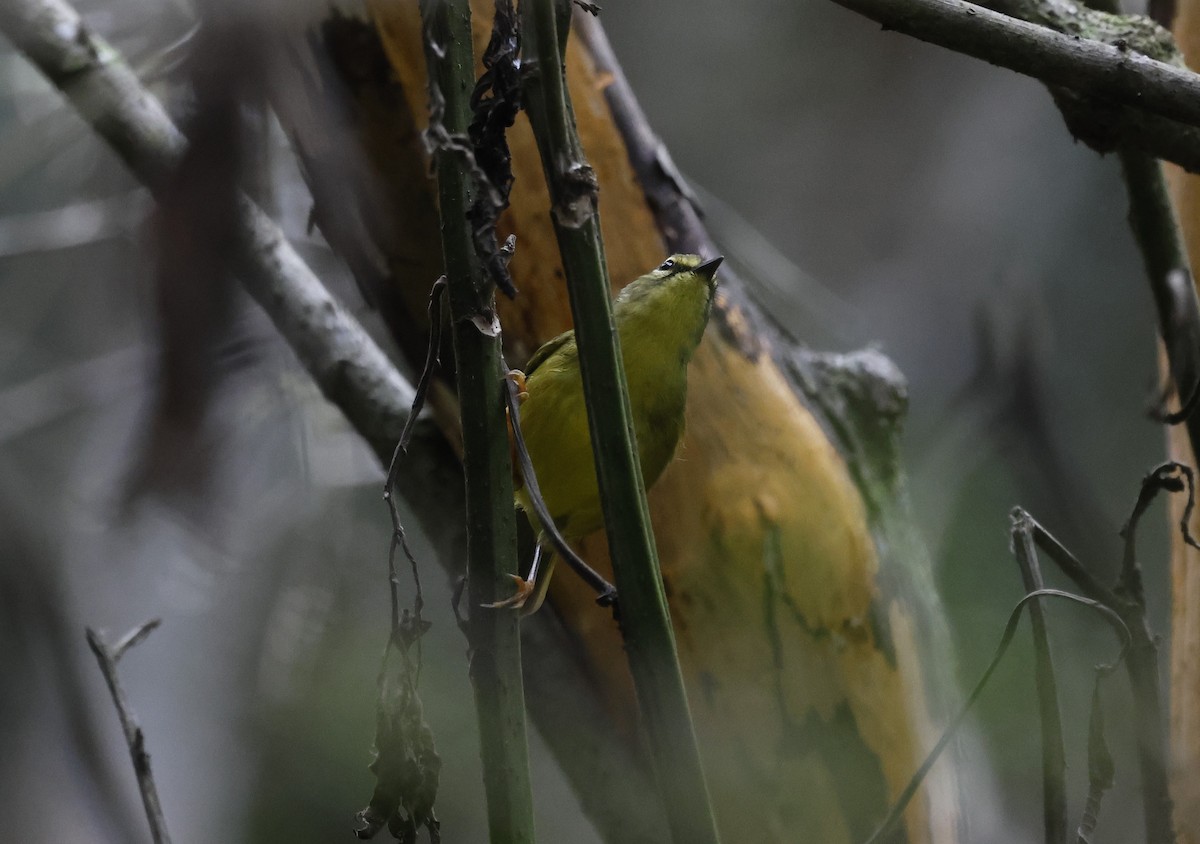 Two-banded Warbler - ML637848561