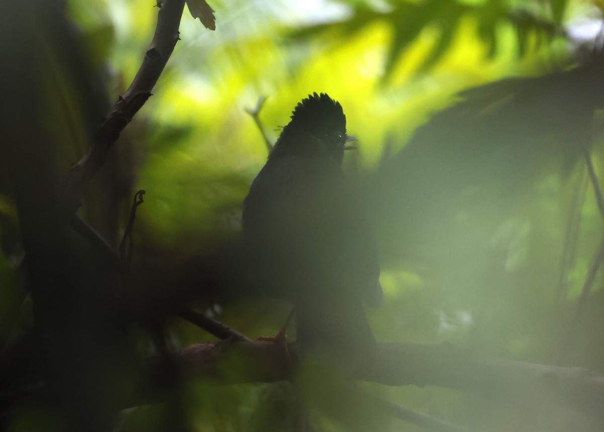 Speckled Nightingale-Thrush - ML637848585