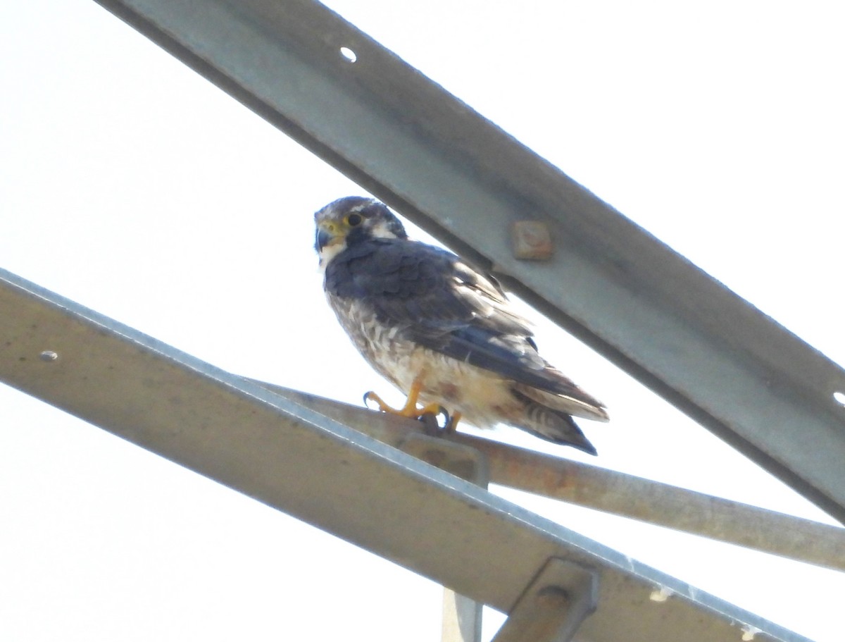 Эгэл шонхор - ML637848587