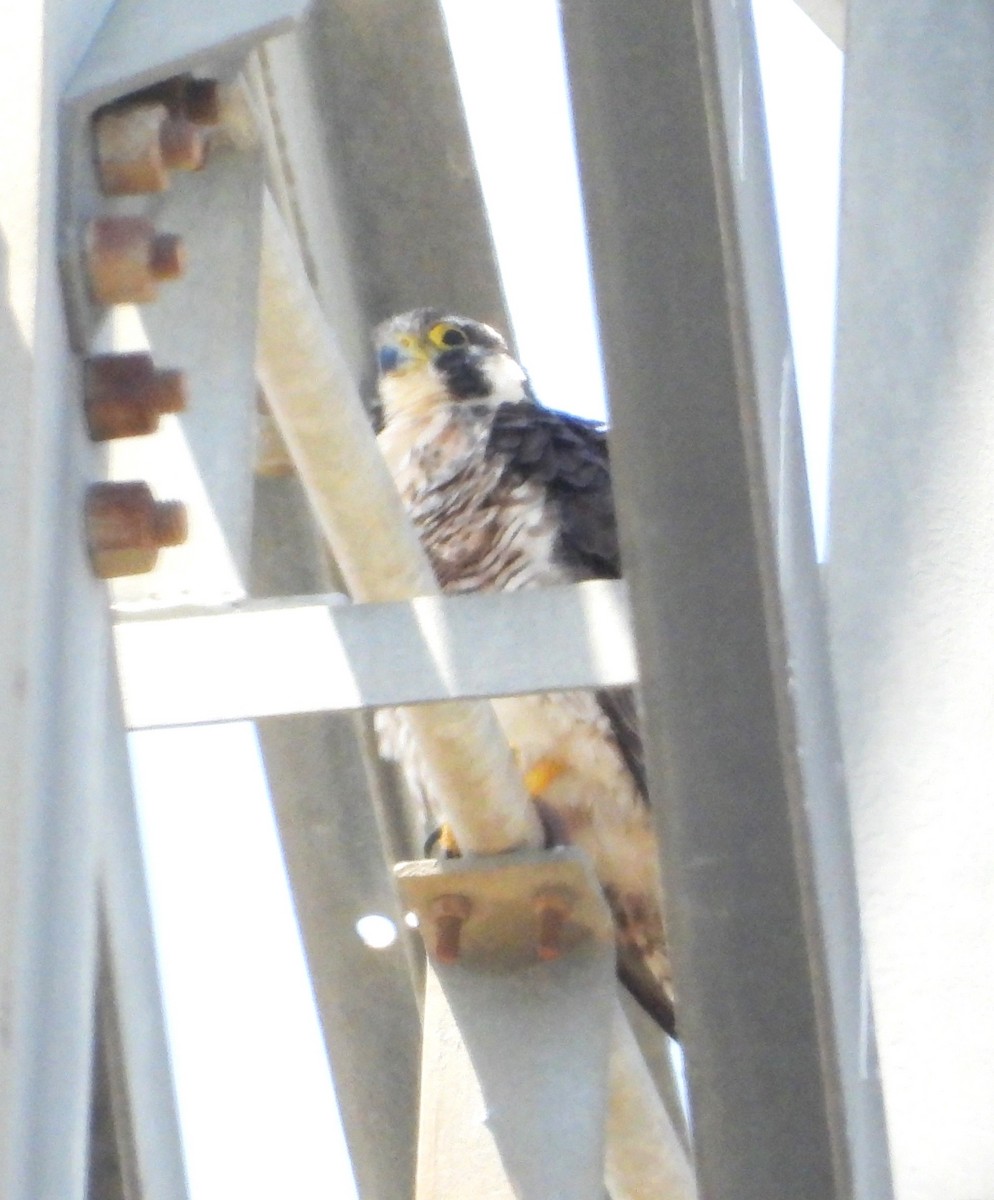 Эгэл шонхор - ML637848592