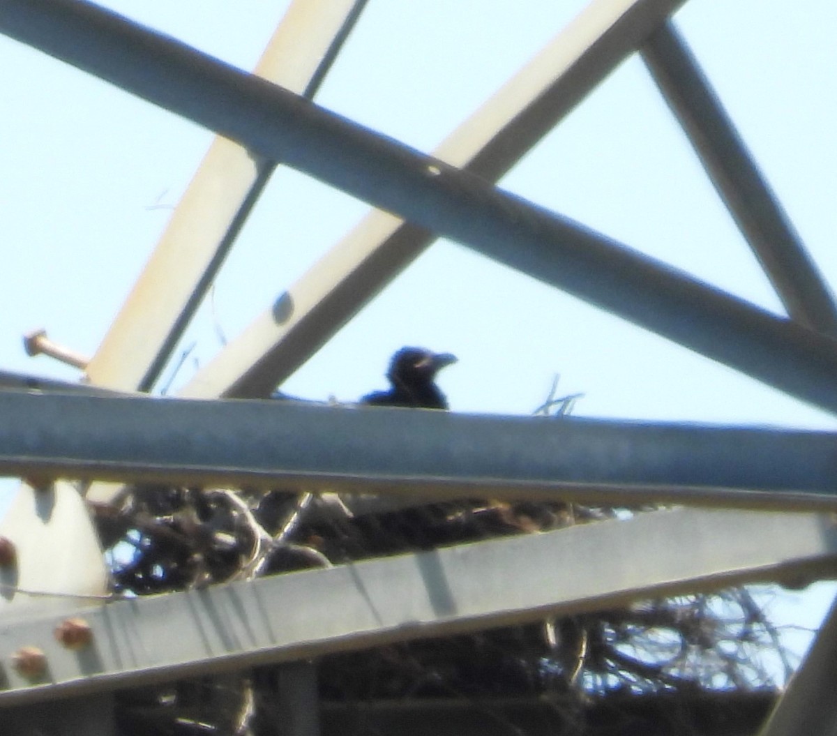 хэрээ - ML637848600