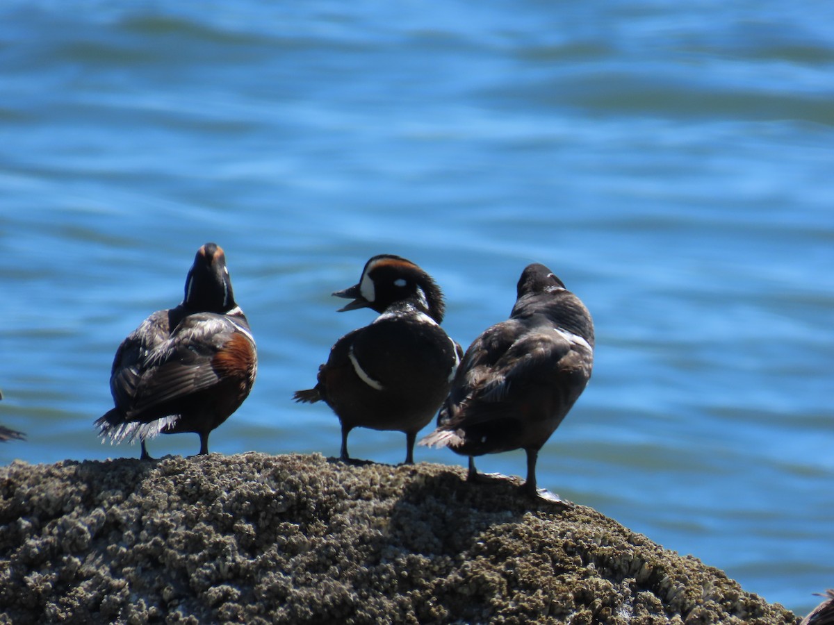 Хотгуужин чөрх - ML637848604