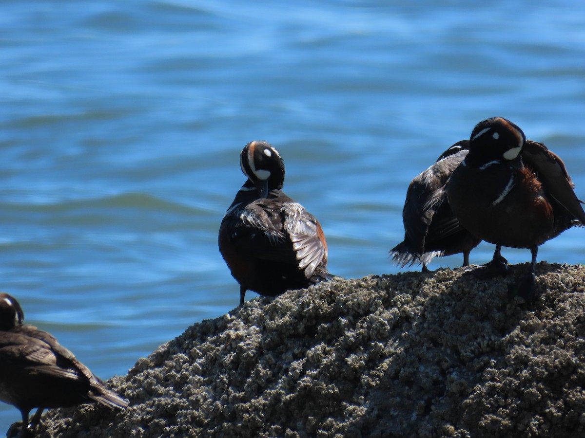 Хотгуужин чөрх - ML637848605