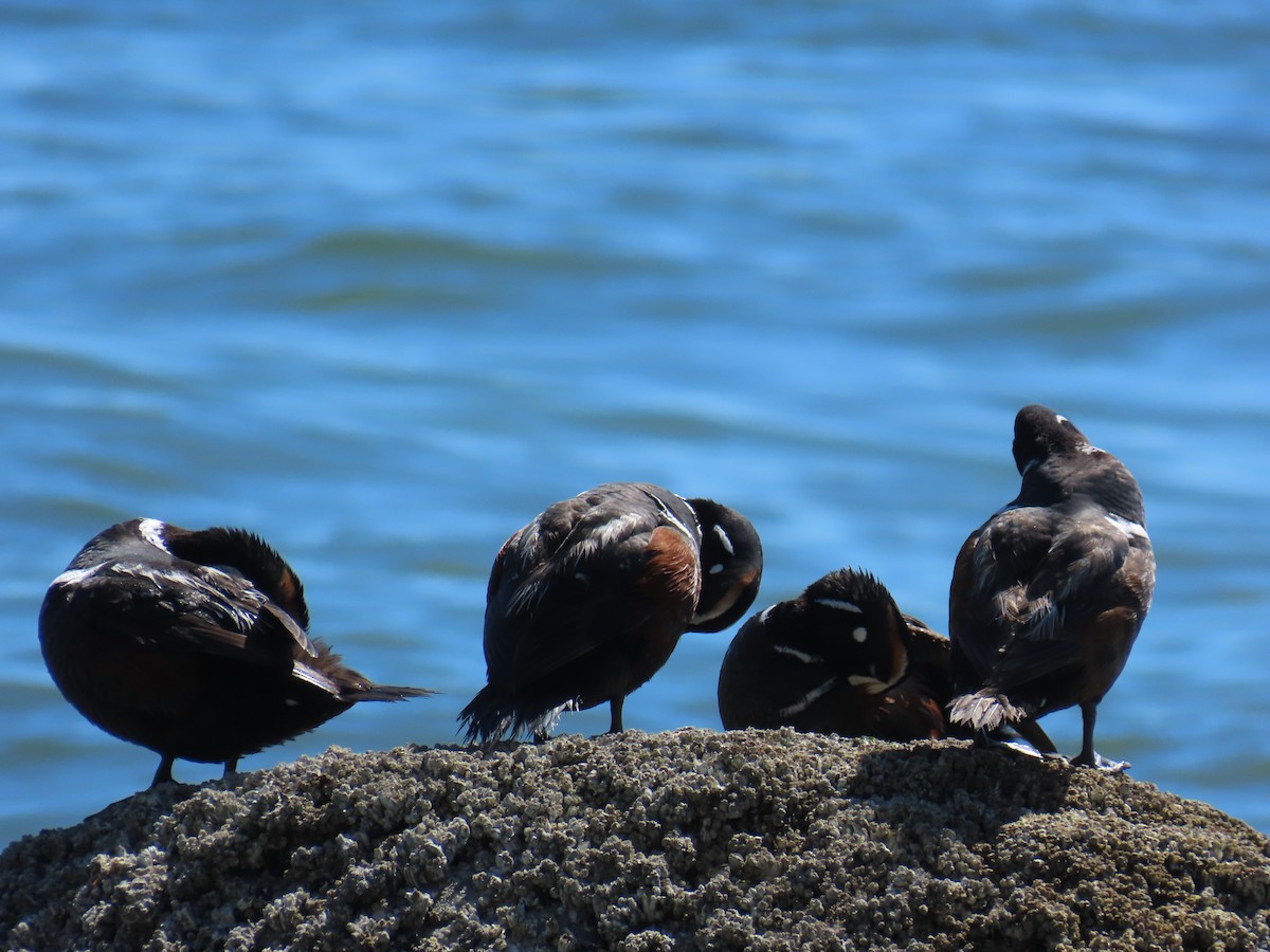 Хотгуужин чөрх - ML637848606