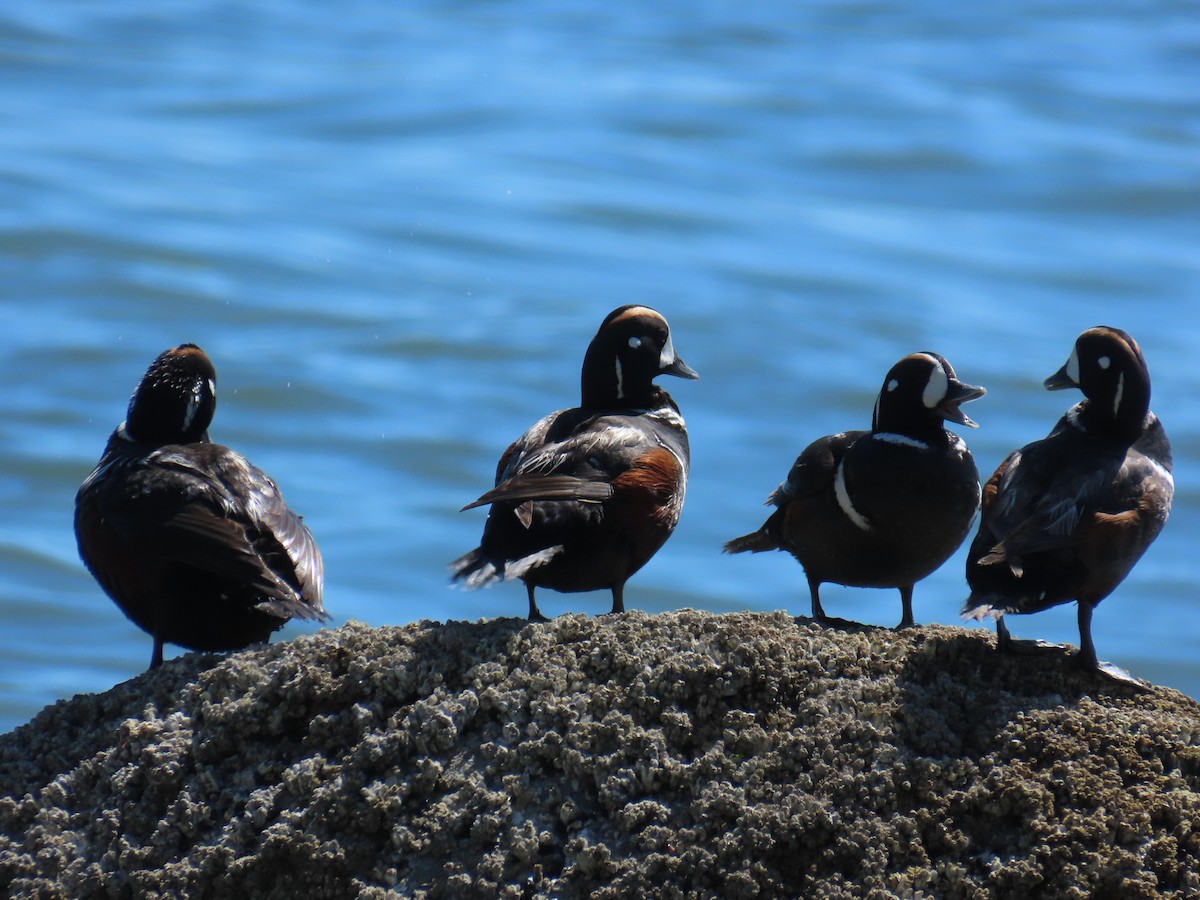 Хотгуужин чөрх - ML637848607