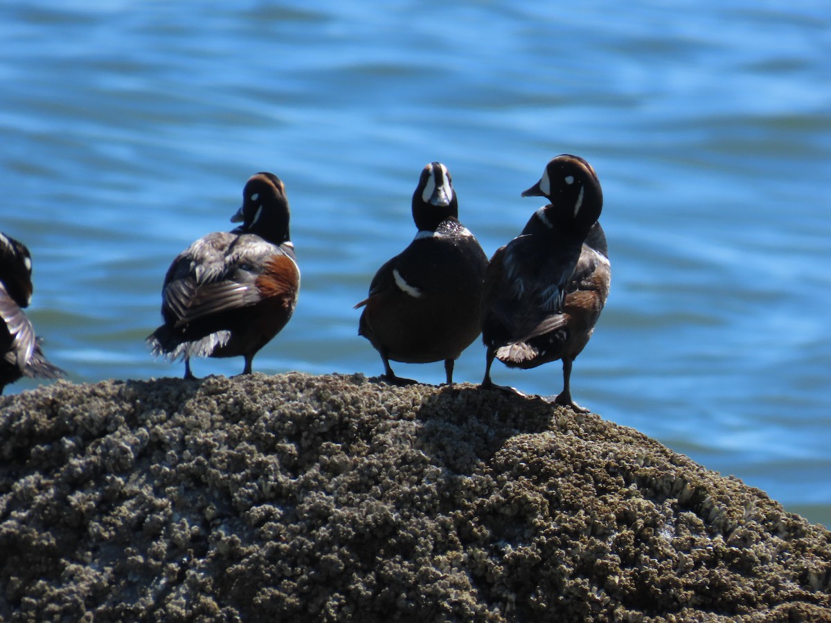 Хотгуужин чөрх - ML637848608