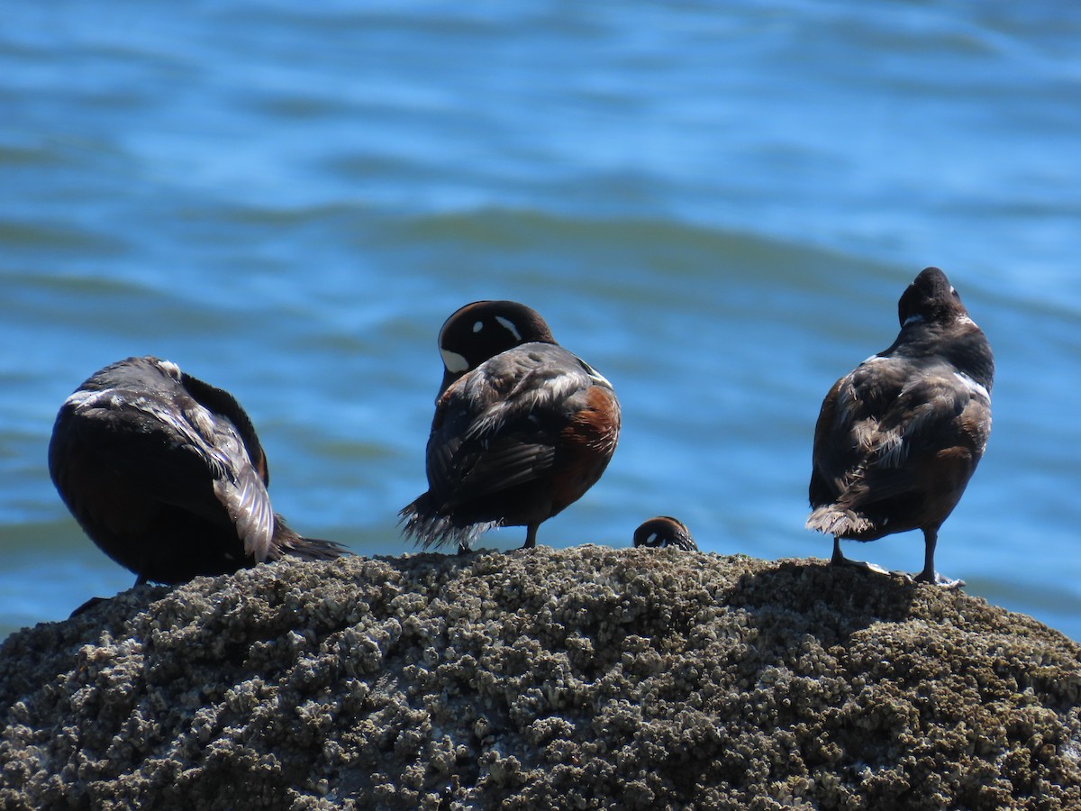 Хотгуужин чөрх - ML637848609