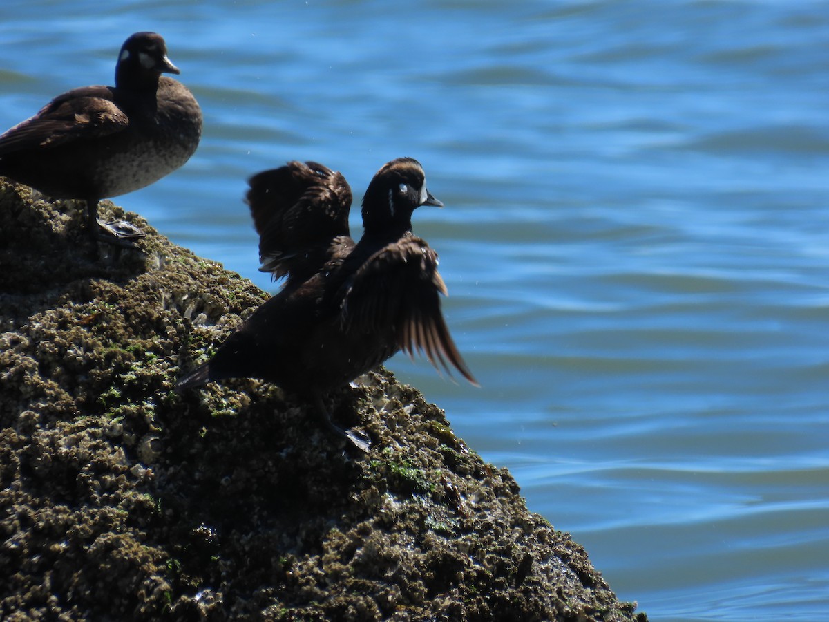 Хотгуужин чөрх - ML637848610