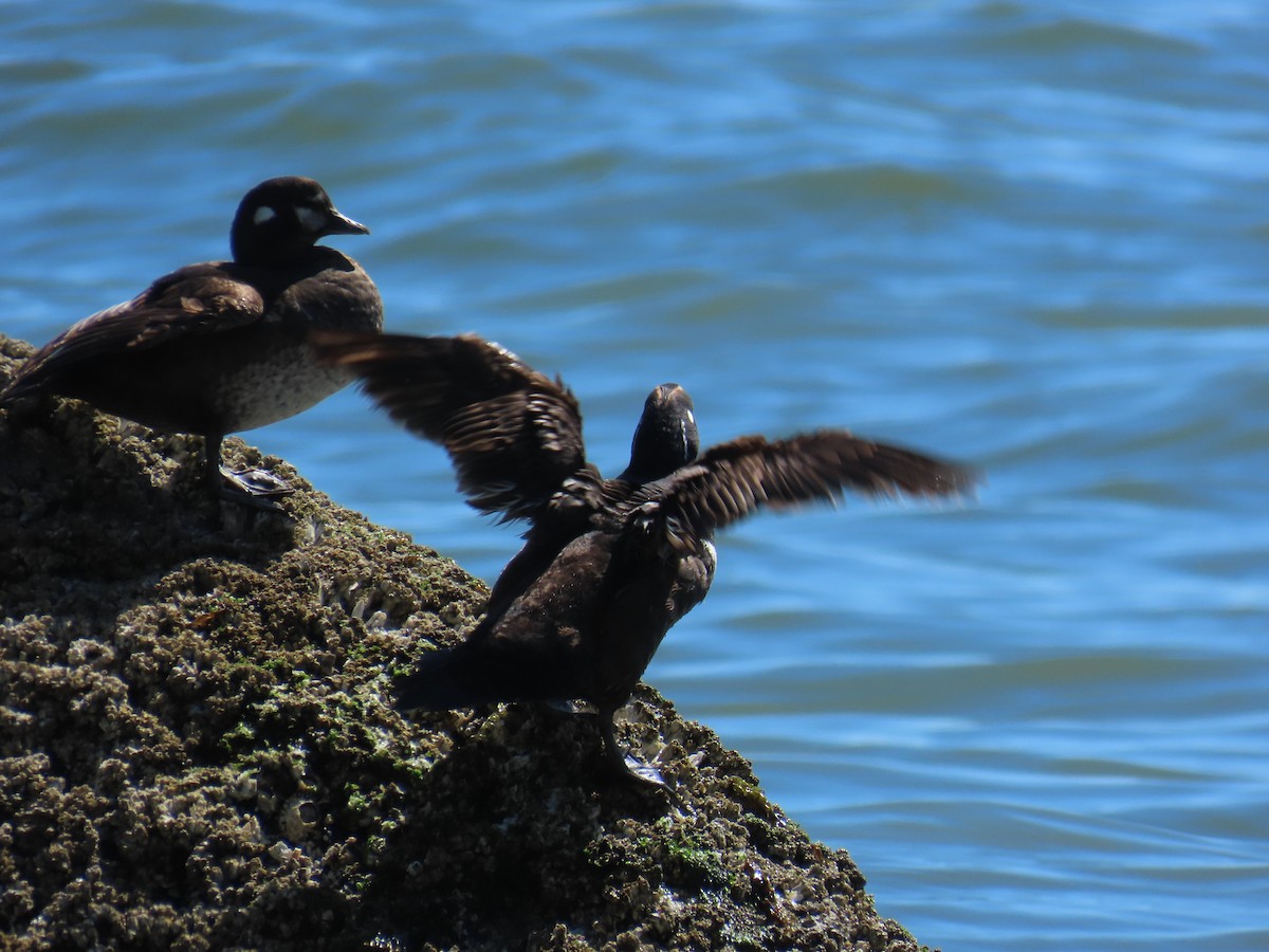 Хотгуужин чөрх - ML637848611