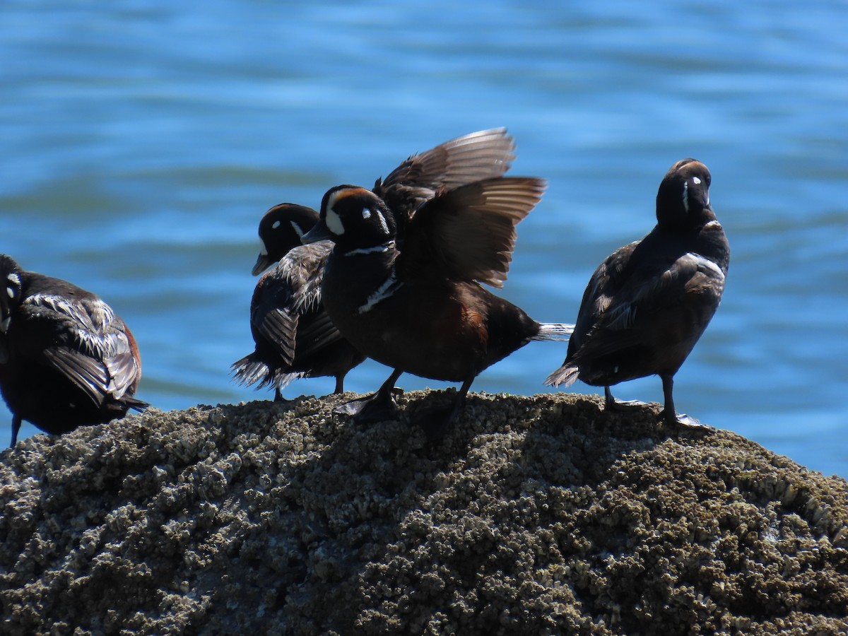 Хотгуужин чөрх - ML637848613