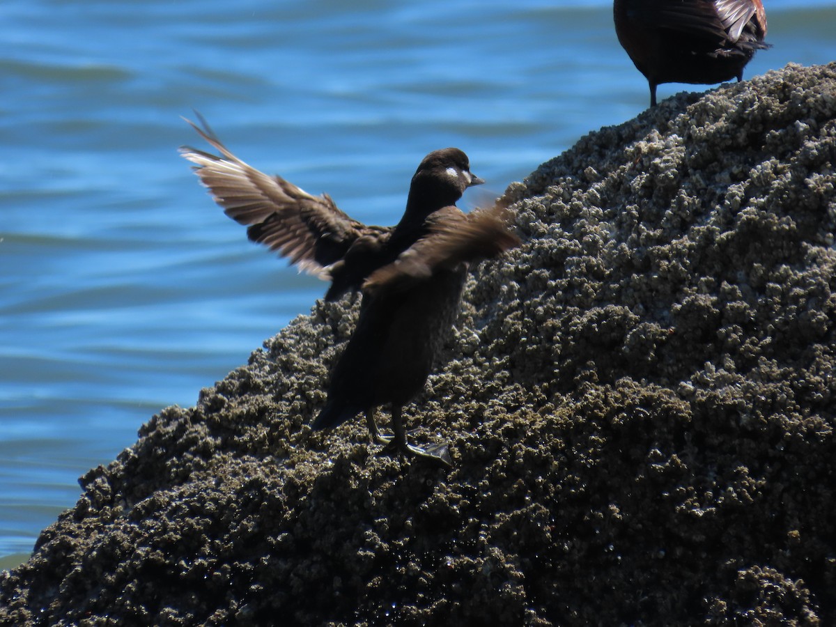 Хотгуужин чөрх - ML637848614