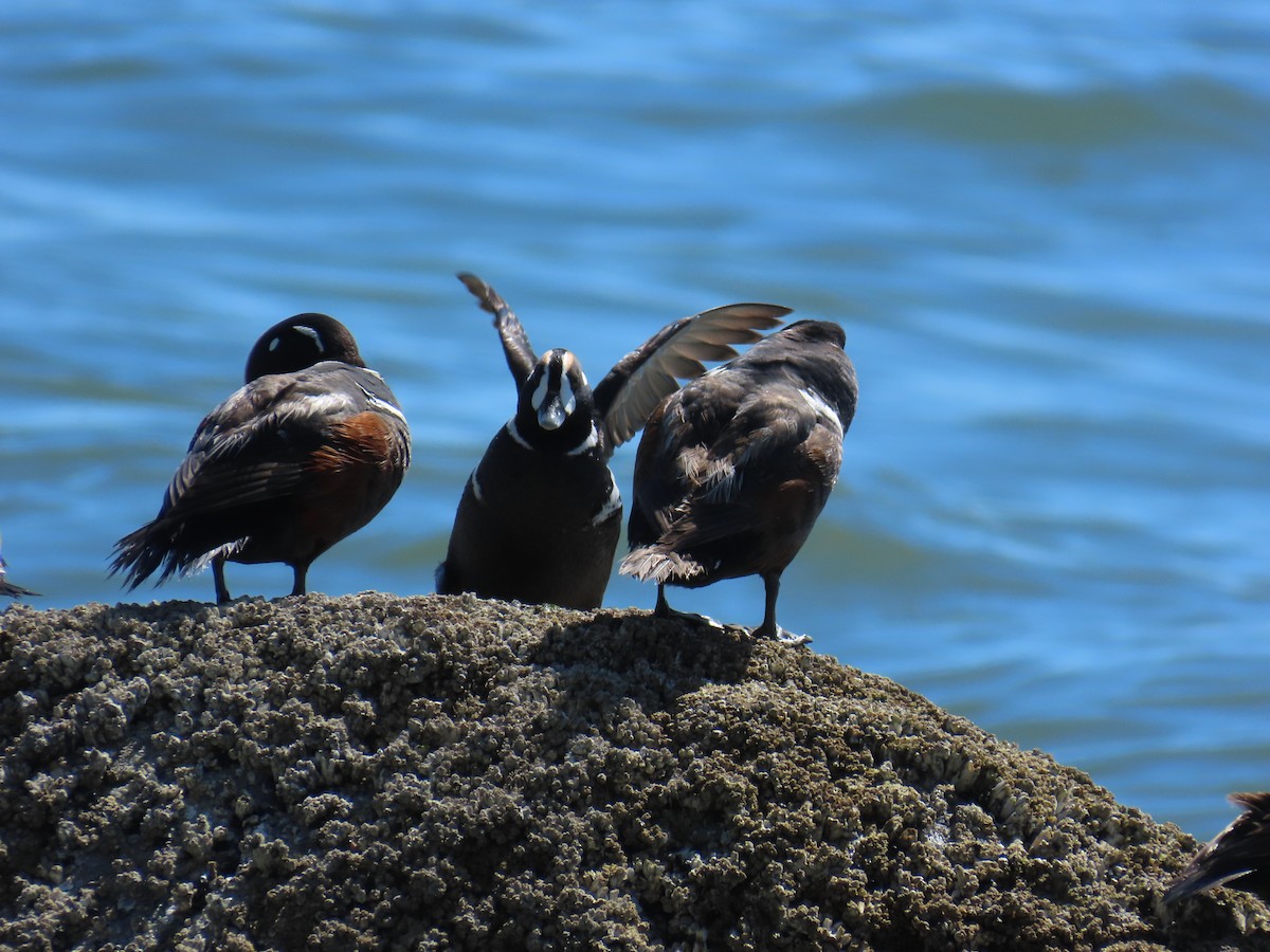 Хотгуужин чөрх - ML637848615