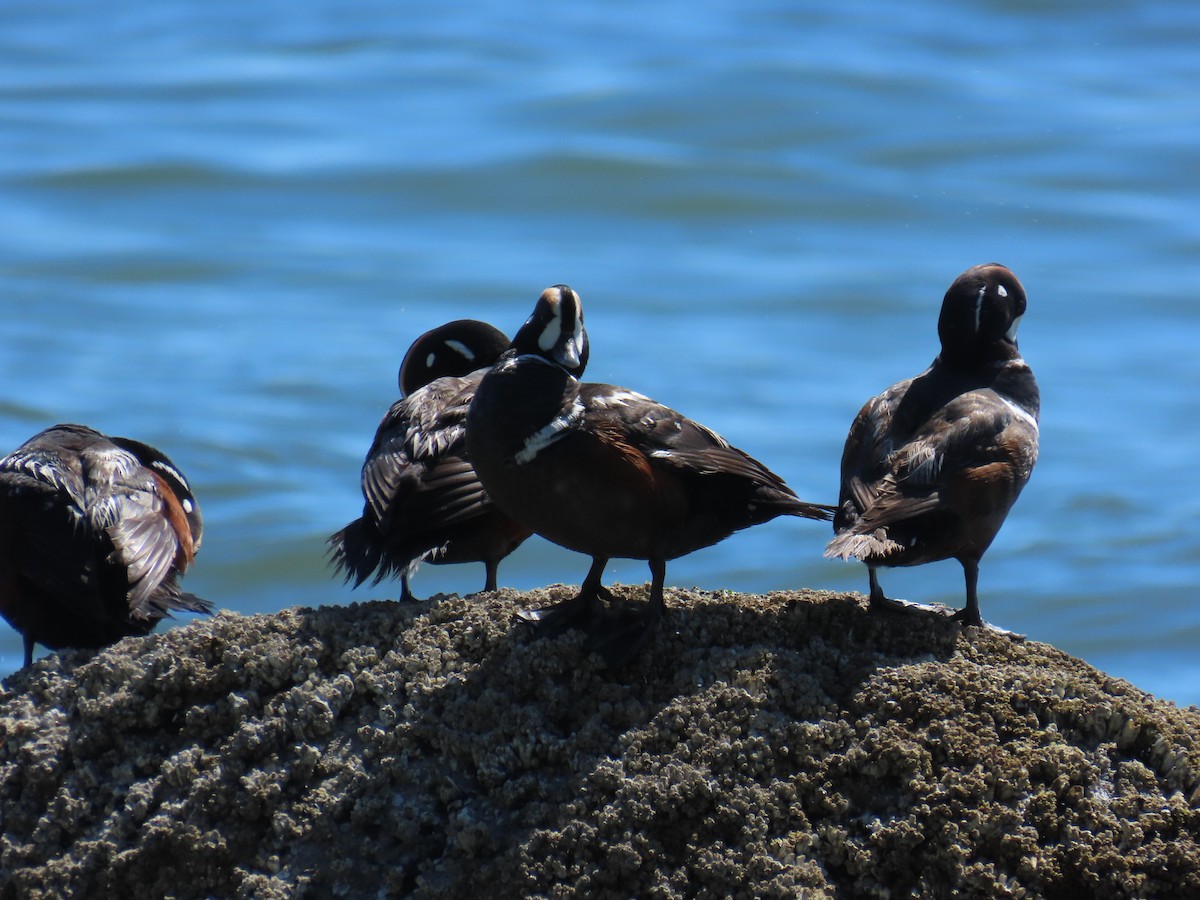 Хотгуужин чөрх - ML637848616