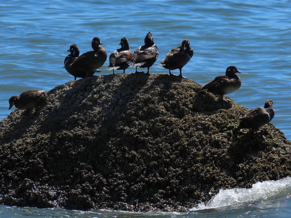 Хотгуужин чөрх - ML637848617