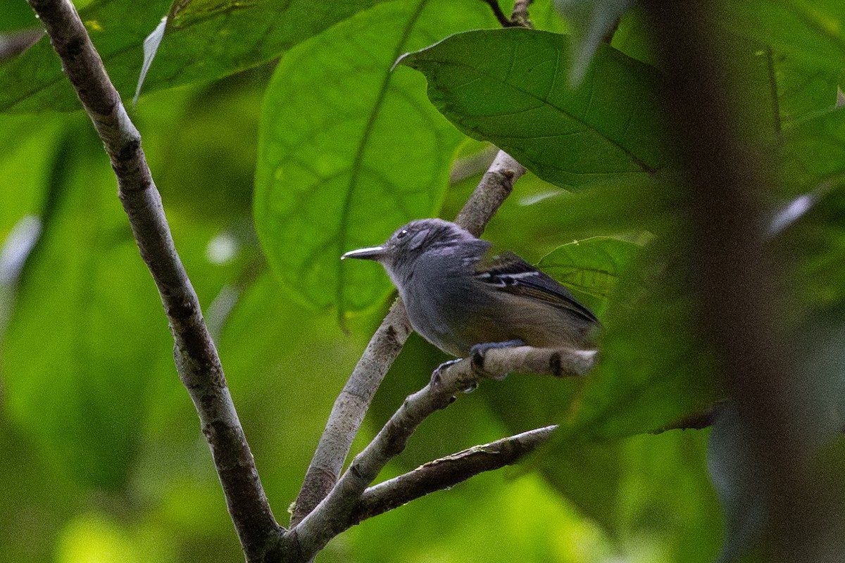 Gray Antwren - ML637848624