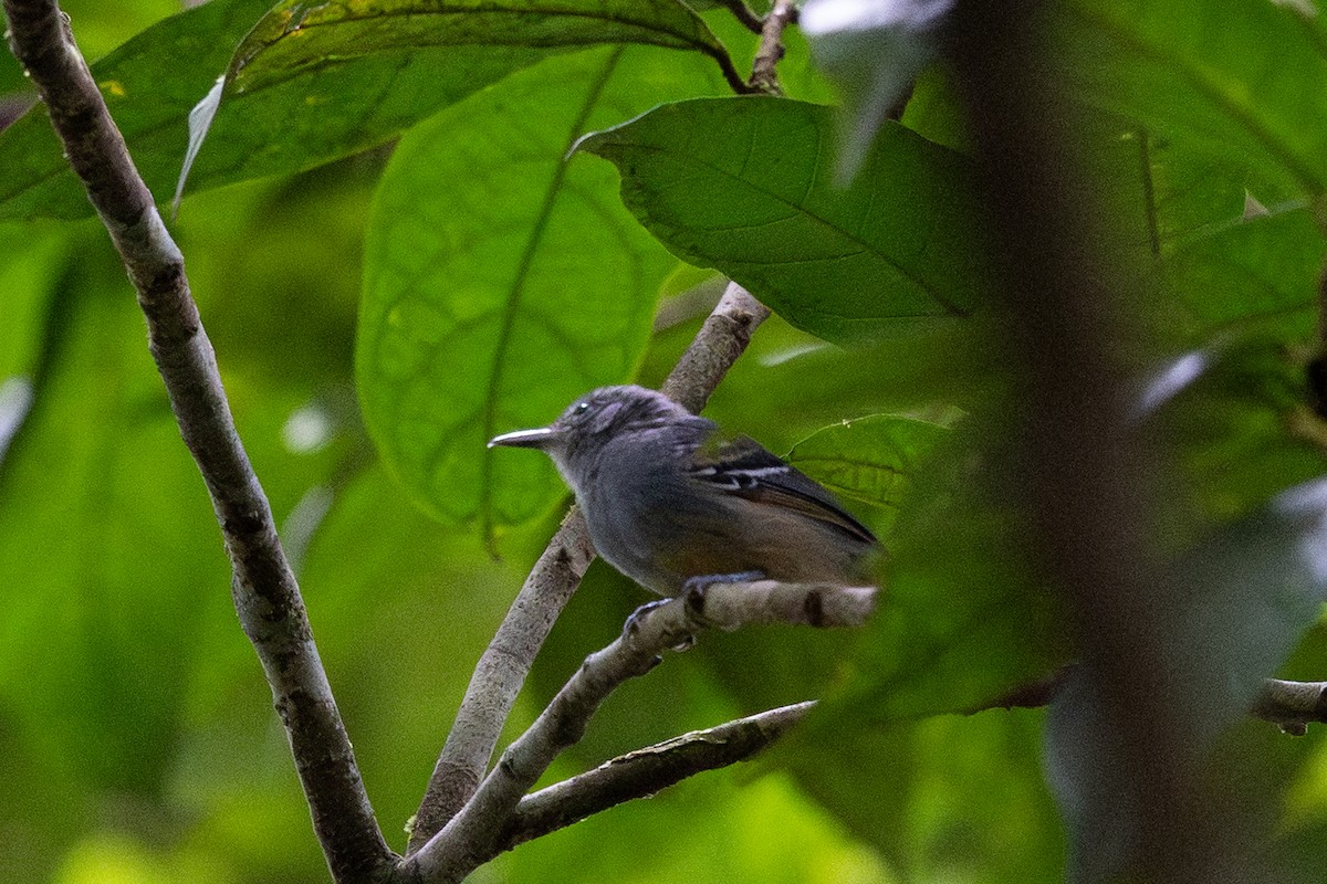 Gray Antwren - ML637848625