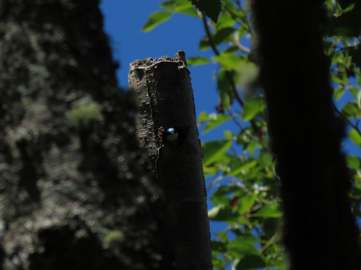 Tree Swallow - ML637848629