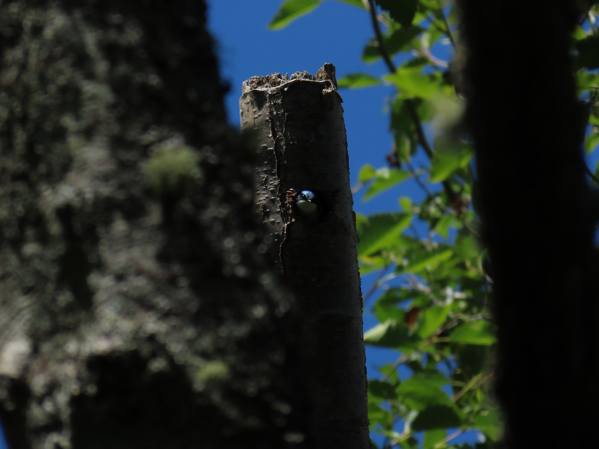 Tree Swallow - ML637848630
