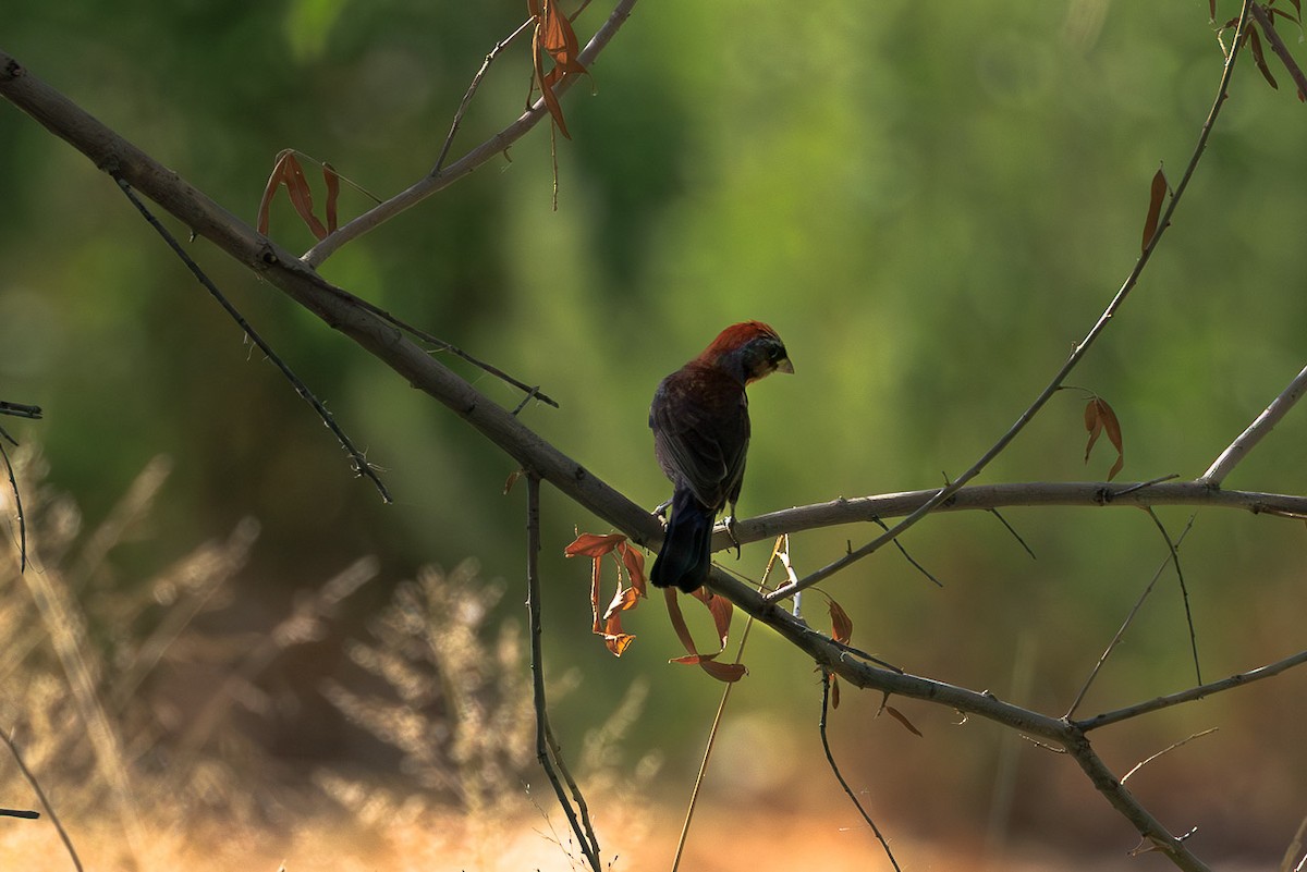 Varied Bunting - ML637848689