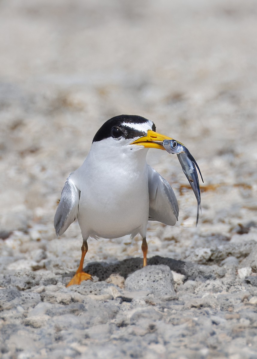 Least Tern - ML637848713