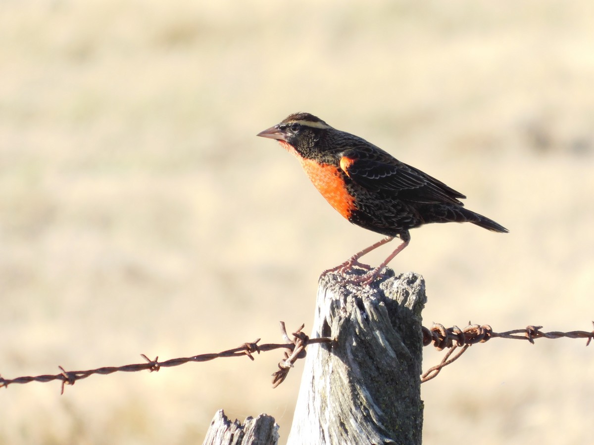 White-browed Meadowlark - ML637848720