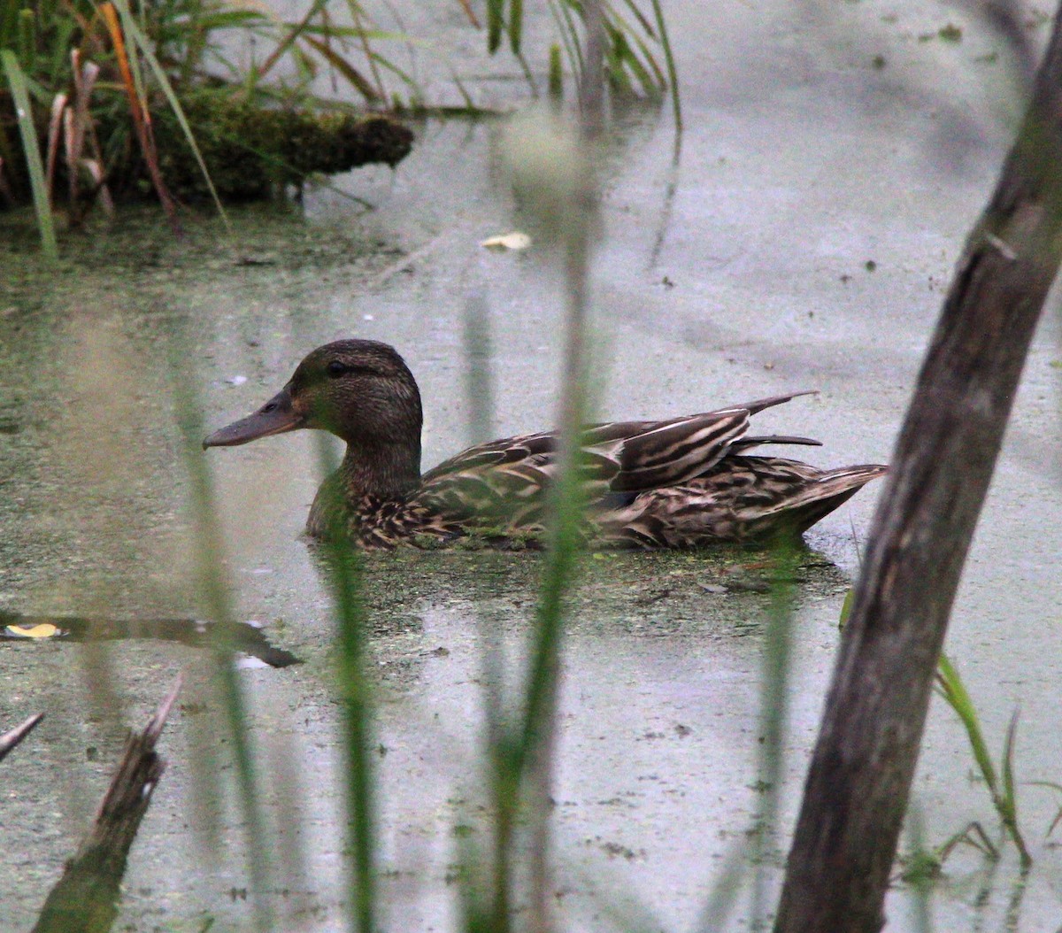 Mallard - ML637848721