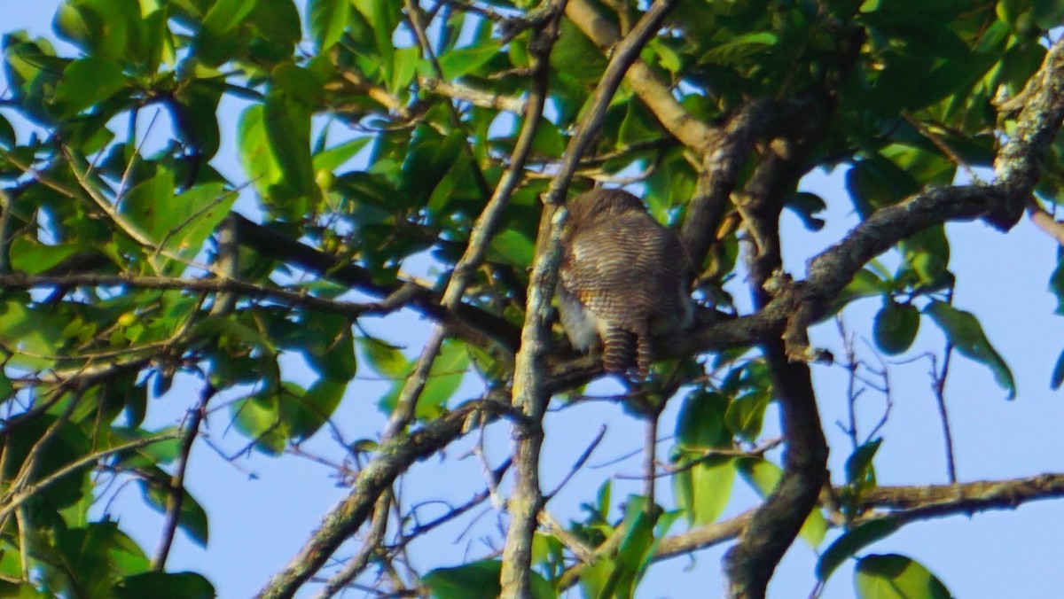 Jungle Owlet - ML637848731