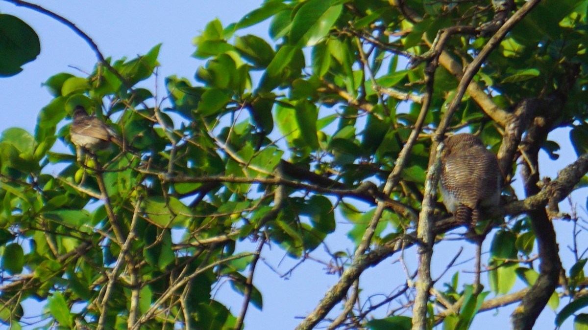 Jungle Owlet - ML637848736