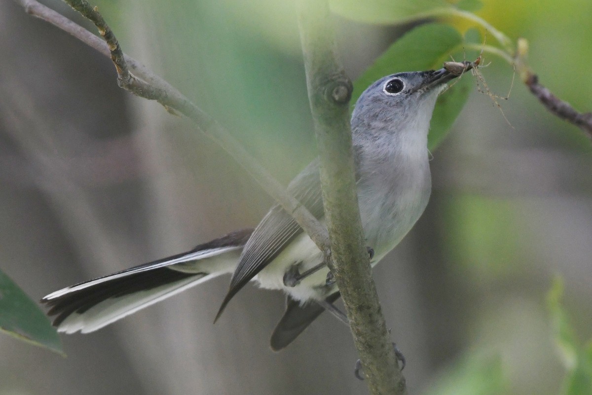 Blue-gray Gnatcatcher - ML637848820