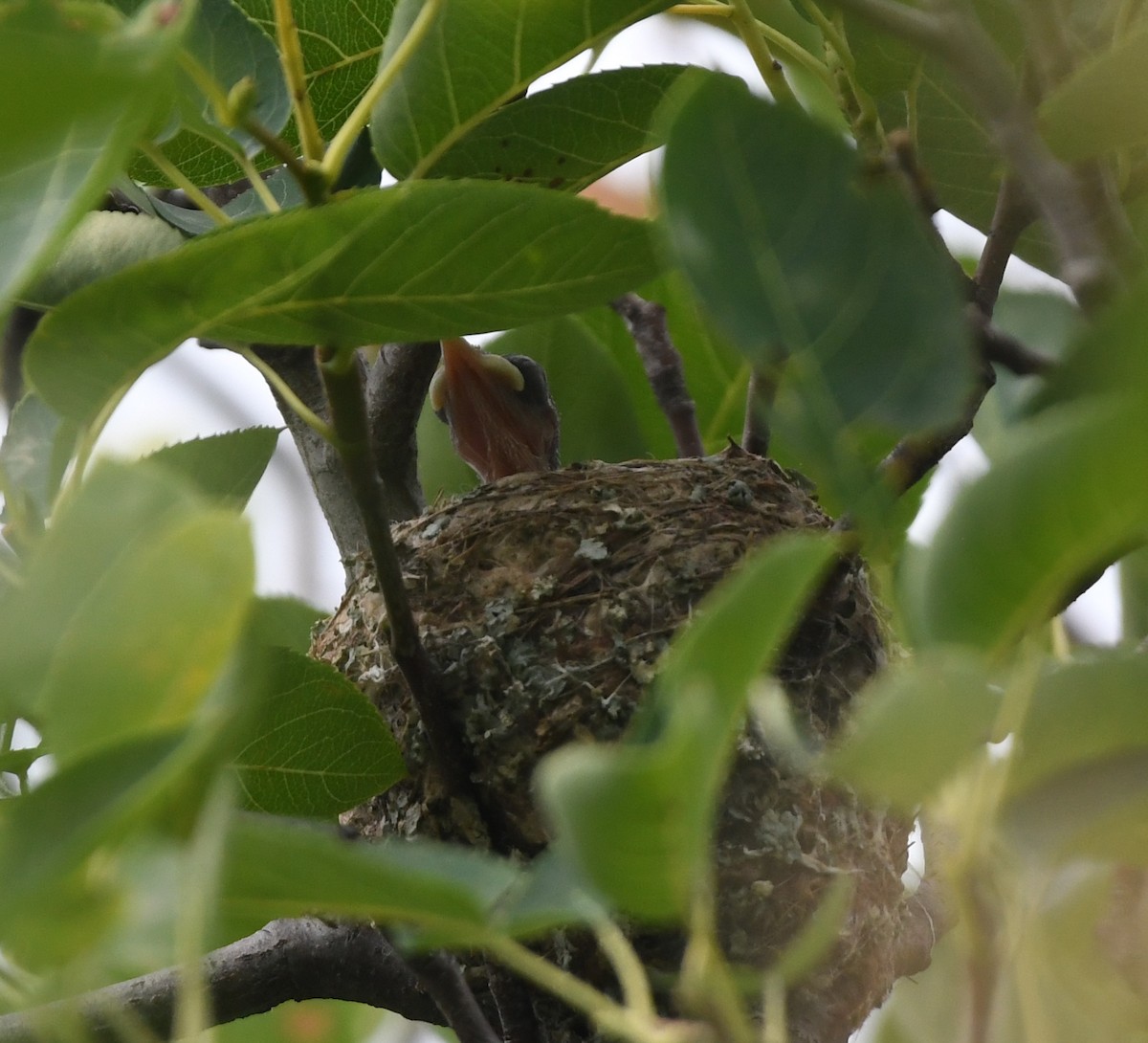 Blue-gray Gnatcatcher - ML637848834