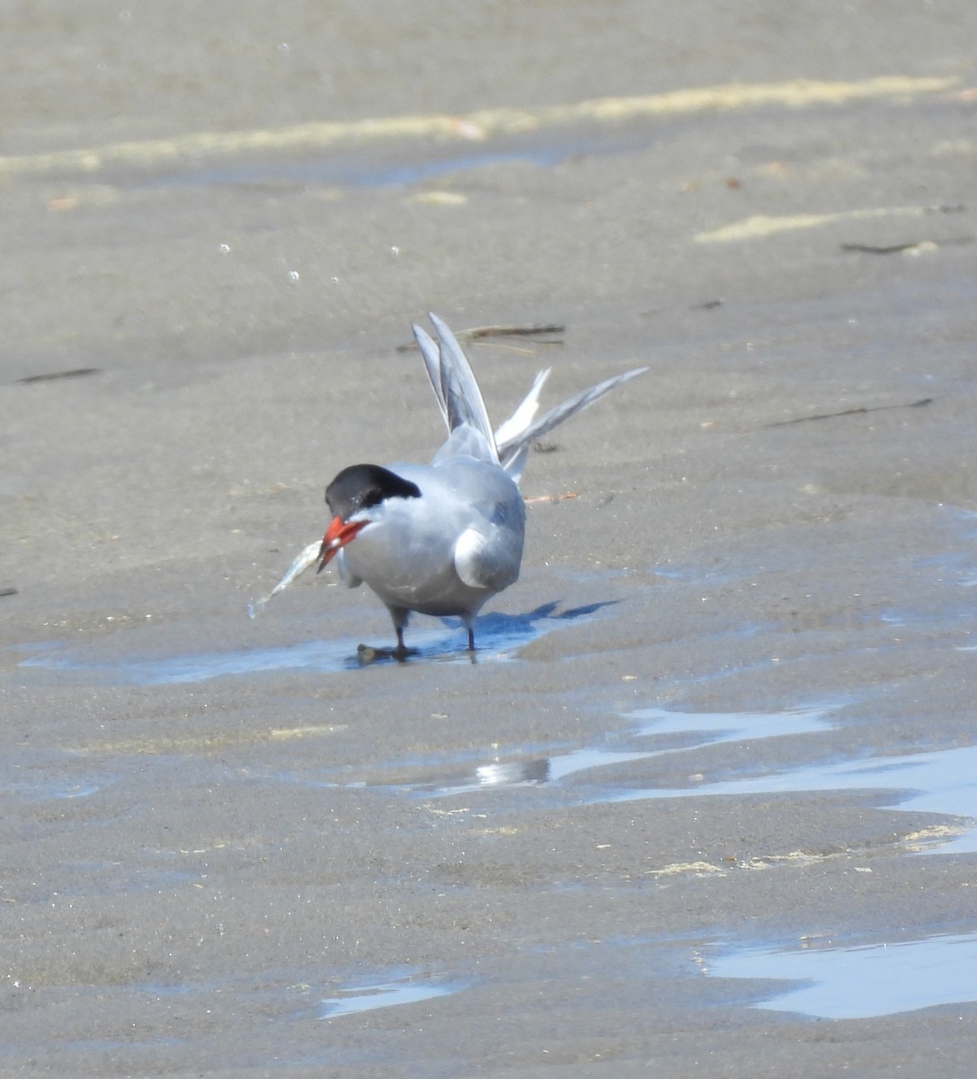 Common Tern - ML637848852