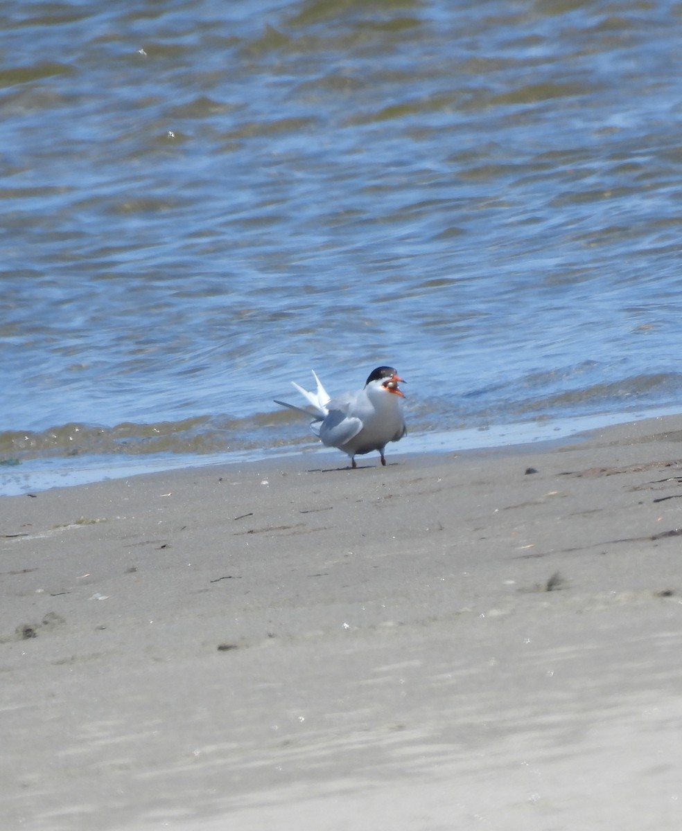 Common Tern - ML637848853