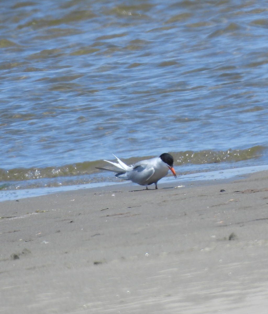 Common Tern - ML637848854