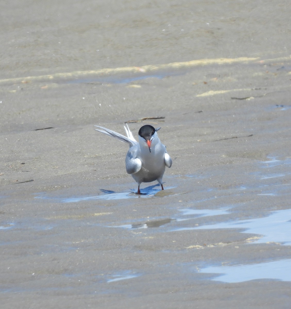 Common Tern - ML637848855