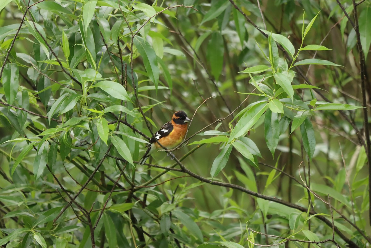 Black-headed Grosbeak - ML637848856
