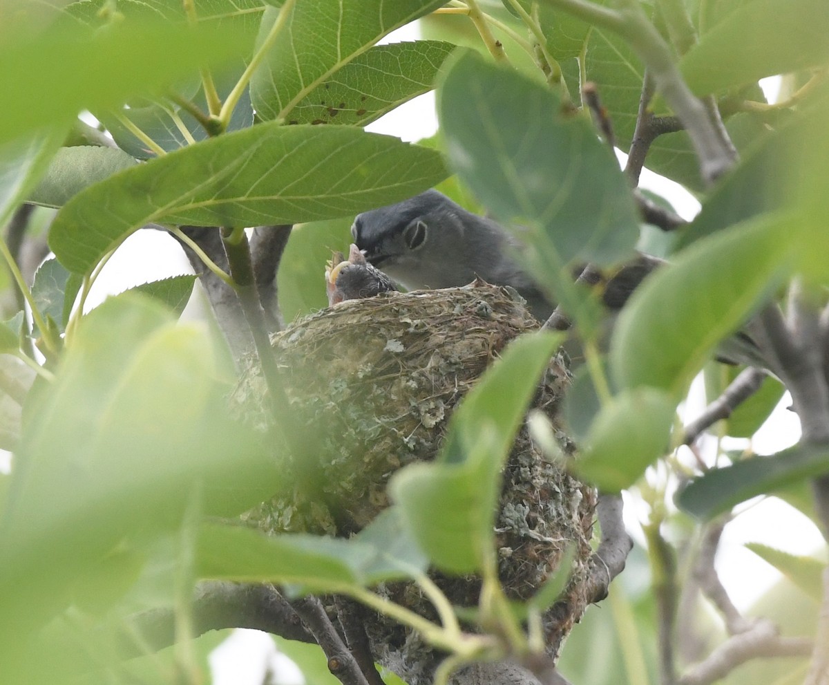 Blue-gray Gnatcatcher - ML637848857