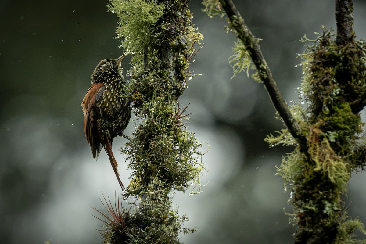 Pearled Treerunner - ML637848916