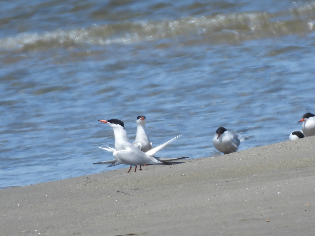 Common Tern - ML637848956