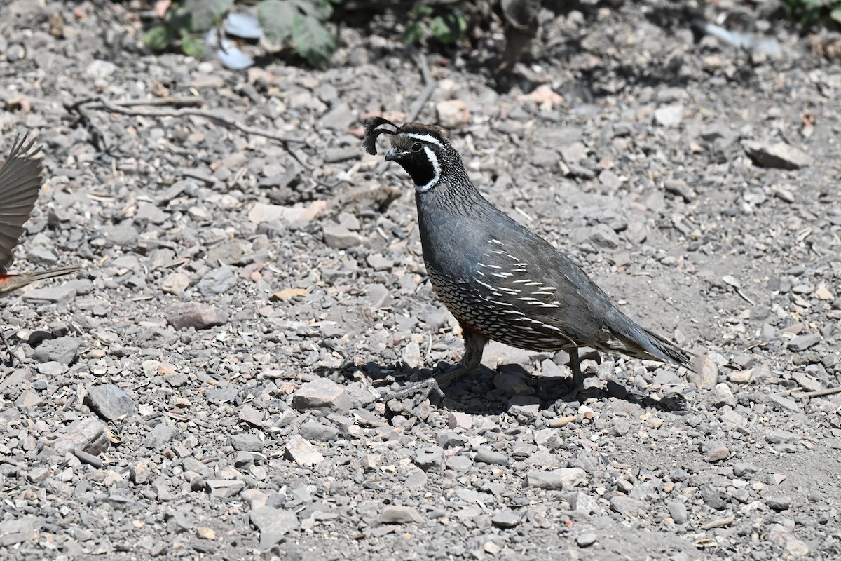 křepel kalifornský - ML637848959