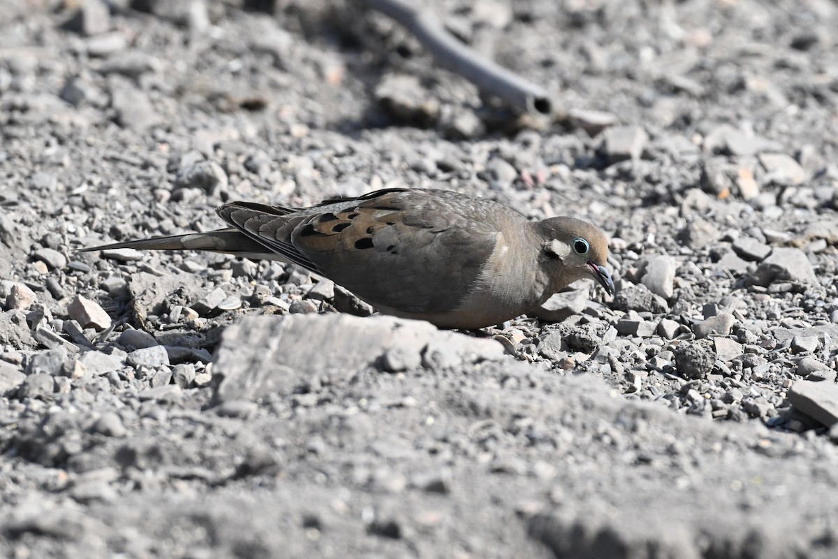 hrdlička karolínská - ML637848975