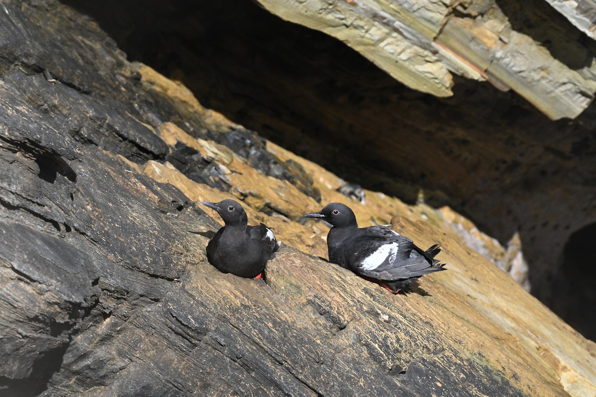 alkoun holubí - ML637848982