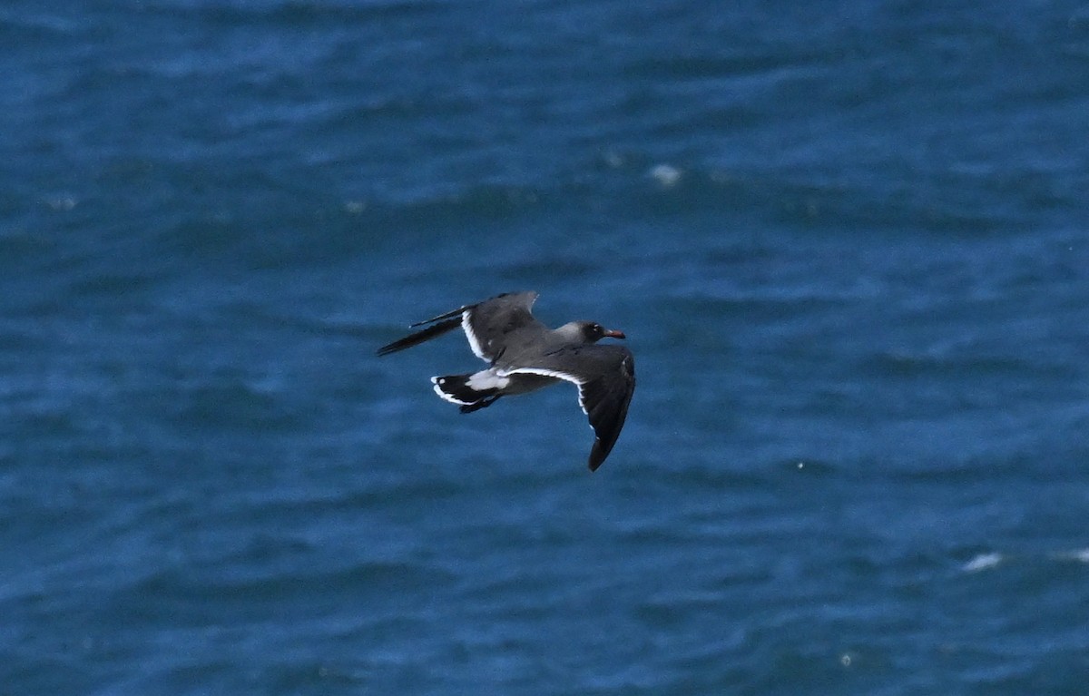 racek mexický - ML637848991