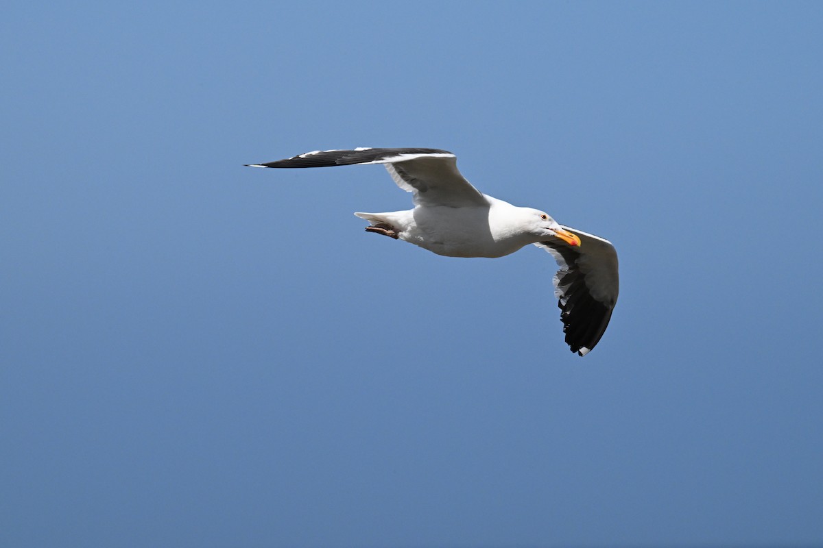 racek západní - ML637848999