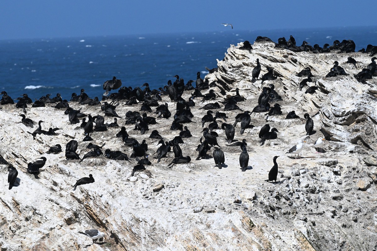 kormorán modrohrdlý - ML637849007