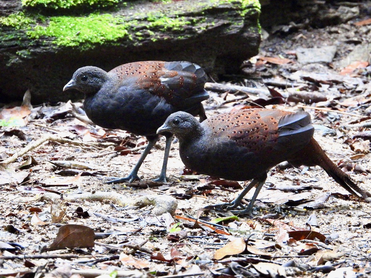 Mountain Peacock-Pheasant - ML637849008