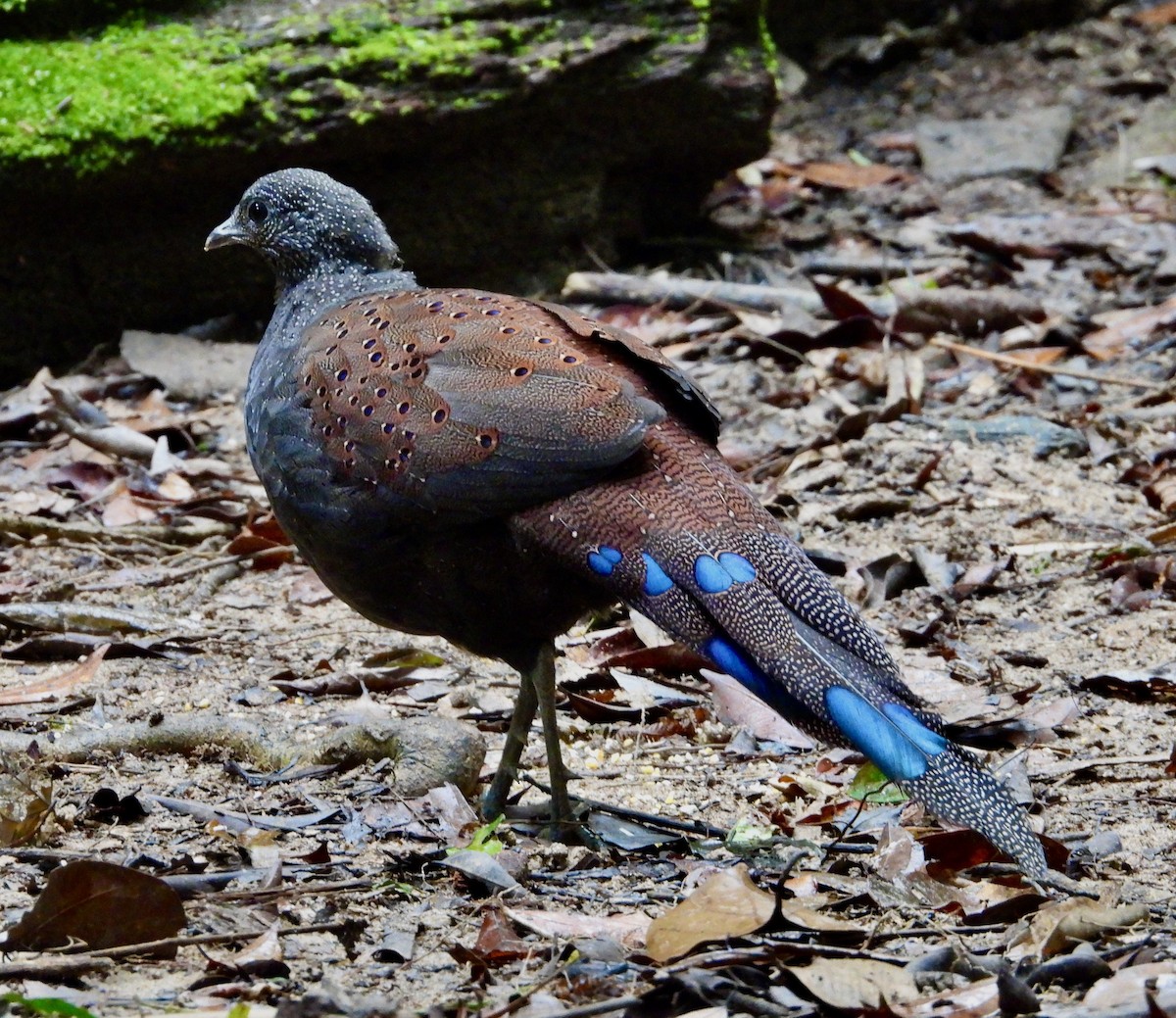 Mountain Peacock-Pheasant - ML637849009