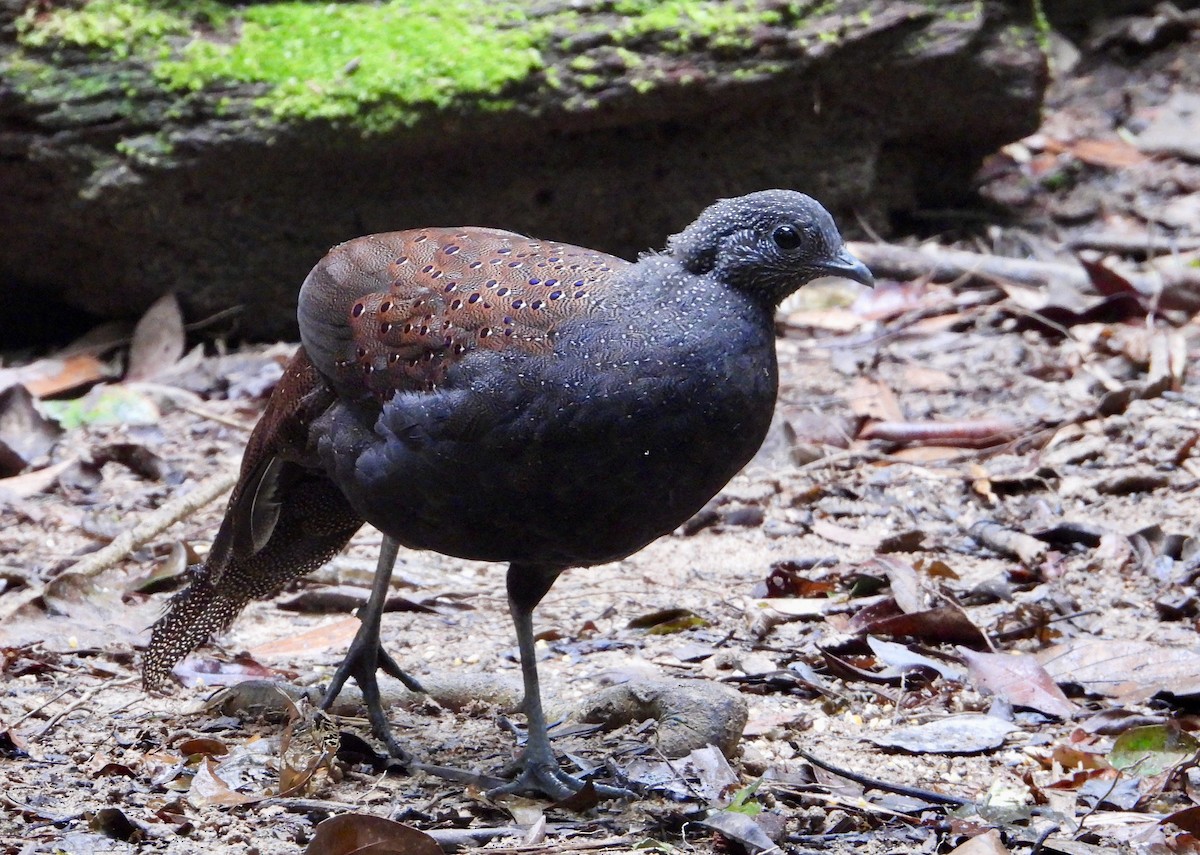 Mountain Peacock-Pheasant - ML637849010