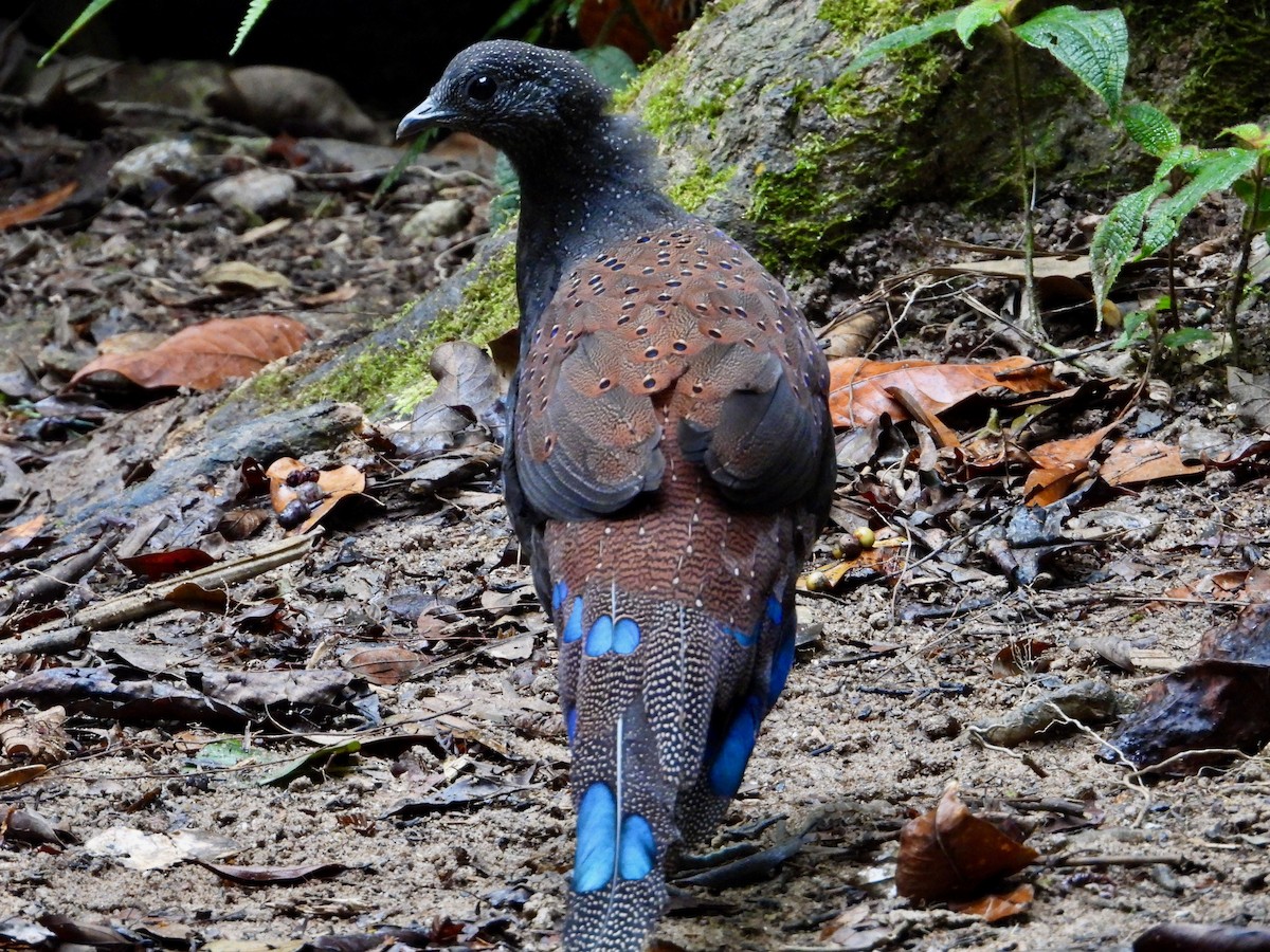 Mountain Peacock-Pheasant - ML637849012